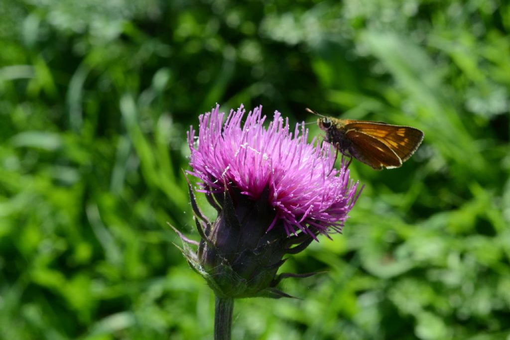 Quale farfalla? Ochlodes sylvanus, Hesperiidae